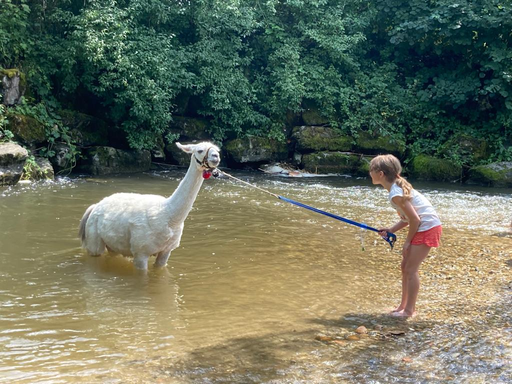 Lamatrekking