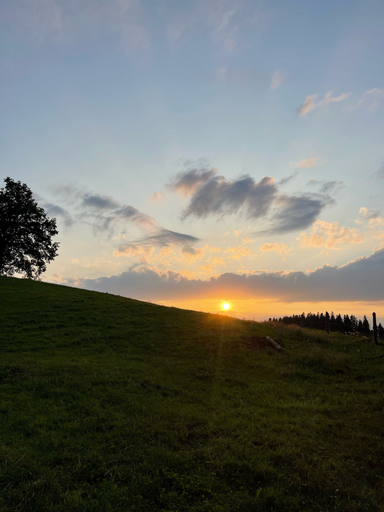 Wildtiere bei Nacht